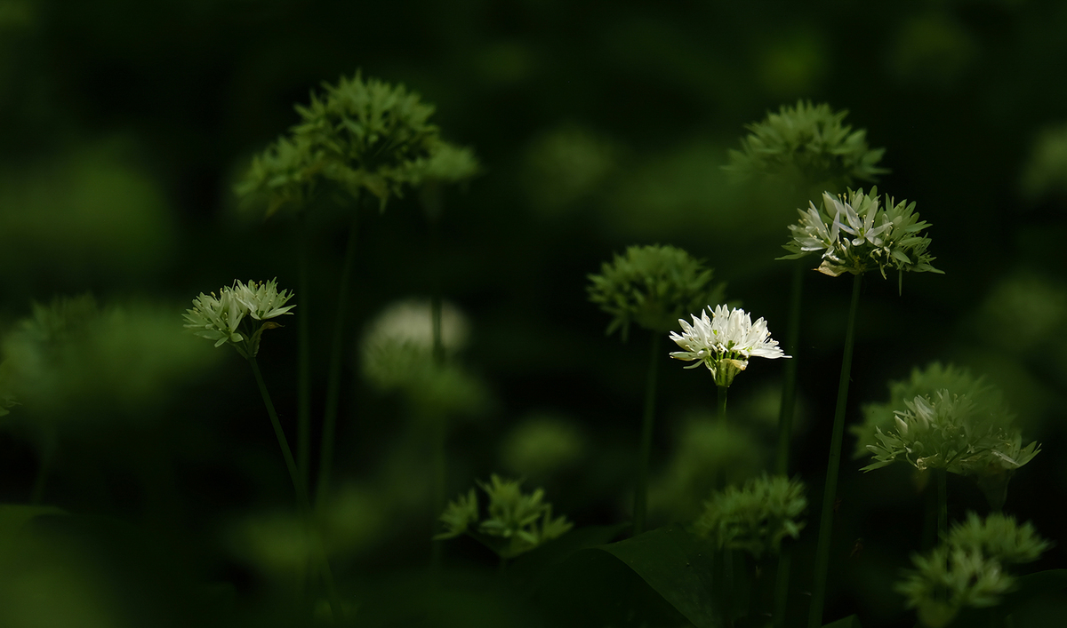 08 caught amongst the green - sh